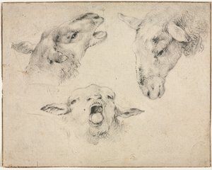 Cabezas de ovejas de Wouter Verschuur