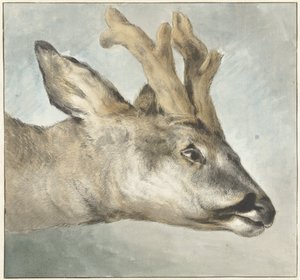 Cabeza de un Roebuck