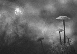 Setas de bosque brumoso de Ylva Sjögren