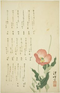 Dos amapolas de Yokoyama Seiki