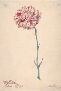 Un clavel Hollandia Liberata, 1675 de Zacharias Blijhooft