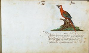 Papagayo