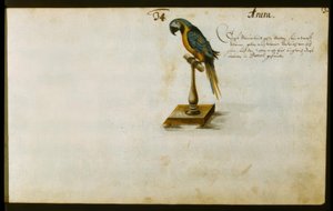 Papagayo de Zacharias Wagner