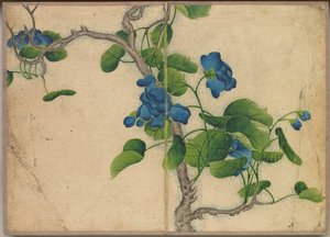 Álbum de escritorio: Pinturas de flores y pájaros trepando flores azules