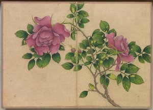 Álbum de escritorio: Pinturas de flores y pájaros Rosa, siglo XVIII