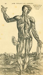 Parte posterior del cuerpo humano masculino, un estudio anatómico publicado originalmente en De Humani Corporis Fabrica Libri Septem (sobre la estructura del cuerpo humano en siete libros) por Andreas Vesalius, publicado en Basilea