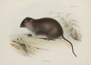 Rata de pie marrón o arbusto, Australia, c. 1832-1836
