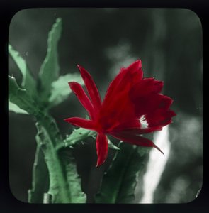 Cactus de Frederick (attr. to) Barnard