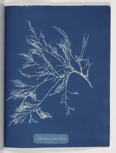 Cystoseira foeniculacea de Frederick (attr. to) Barnard