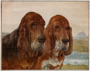 Perros de San Huberto o Bloodhound. 1925 de . .