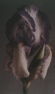 Iris germánico de Frederick (attr. to) Barnard