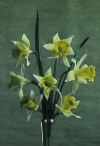Narcisos de Frederick (attr. to) Barnard