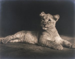 Cachorro de león de John Pardon