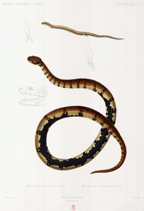 Lagarto y serpiente con capucha, Argelia