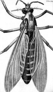 Microscopía de Frederick (attr. to) Barnard