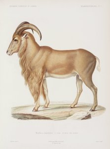 Muflón, Argelia de John Pardon