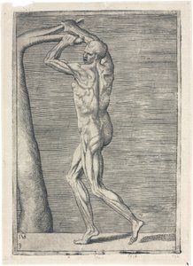 Músculos Estudio anatómico de la musculatura masculina; hombre rompiendo una rama, c. 1555 de Frederick (attr. to) Barnard