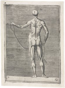 Músculos Estudio anatómico de la musculatura masculina; hombre sosteniendo una cuerda, c. 1555 de Frederick (attr. to) Barnard