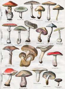 Hongos