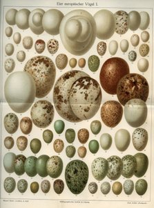 Tablero de ciencias naturales representando diferentes huevos de aves. Ilustración tomada de 