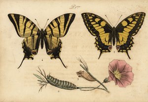 Macaón, Papilio machaon 1,2,3 y escaso macaón, Iphiclides podalirius 4 de John Pardon