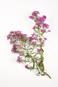 Flores rosadas de margarita de Michaelmas de . .