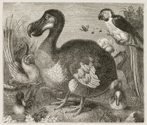 El Dodo de Ferdinand Georg Waldmuller