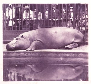 El hipopótamo en los Jardines Zoológicos, Regents Park, Londres de John Pardon