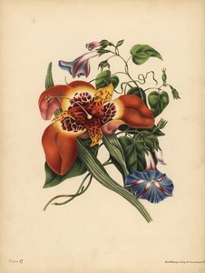La flor del tigre mexicana, Tigridia pavonia, Cambio; El gran Convolvulus azul, Noche de John Pardon