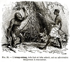 El orangután, muy fuerte y muy hábil, es un oponente peligroso de . .