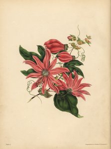 La pasionaria racemosa, Passiflora racemosa, Superstición religiosa