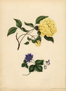 La rosa de China perfumada, Rosa chinensis, Infidelidad; La hepática azul, Hepatica nobilis, Confianza de John Pardon
