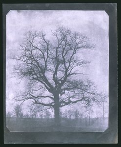 Árbol en invierno, mediados del siglo XIX de Frederick (attr. to) Barnard