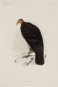 Buitre de pavo, Chile de John Pardon