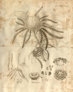 Esta es la Placa 3 del Volumen 10 de las Transacciones de la Sociedad Linneana de Londres, publicada en 1811. La planta representada es Dryandra formosa (ahora Banksia formosa) de Various