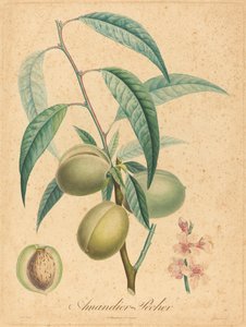 Almendro - Melocotonero de after A. Poiteau