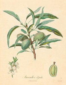 Almendro de Italia de after A. Poiteau