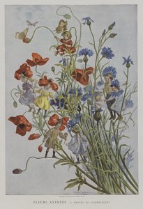 Flores animadas: acianos y amapolas