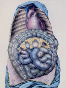 Anatomía del intestino grueso, de Manuel d