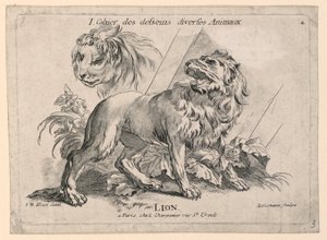 Estudios de leones, lámina 4 de "Cahier des Desseins Diverses Animeaux" de after Jean Baptiste Huet