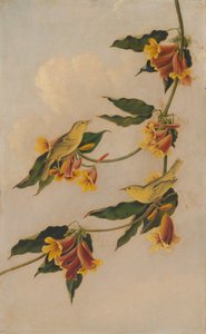 Reinita amarilla de after John James Audubon Joseph Bartholomew Kidd