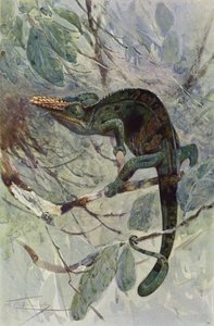 Camaleón africano de after Wilhelm Kuhnert