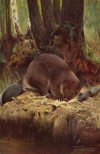 Castor de after Wilhelm Kuhnert