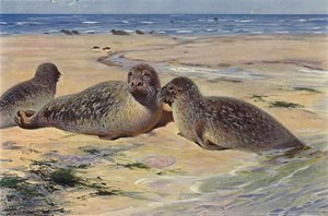 Foca común