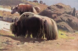 Yak domesticado de after Wilhelm Kuhnert