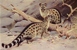Gineta de Dongola de after Wilhelm Kuhnert