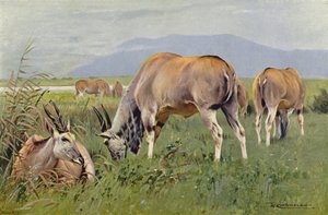 Eland