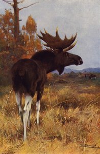 Alce o alce americano de after Wilhelm Kuhnert