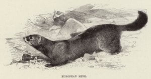 Visón europeo de after Wilhelm Kuhnert