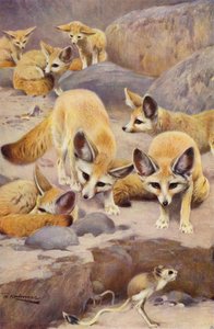 Fennec y jerbo